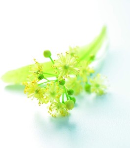 Tilia Grandifolia Lindenblüte