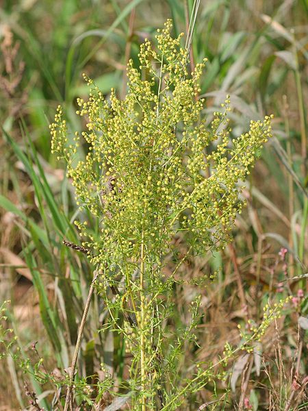 Einjähriger Beifuß - Artemisia annua